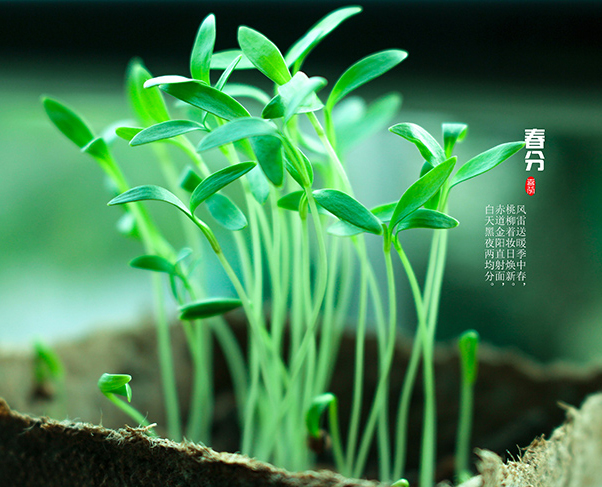 春分時(shí)節(jié) 春分時(shí)節(jié)